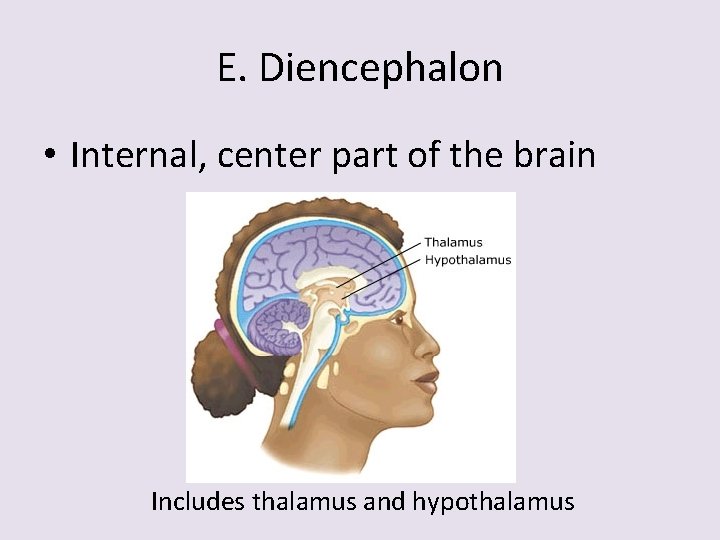 E. Diencephalon • Internal, center part of the brain Includes thalamus and hypothalamus 