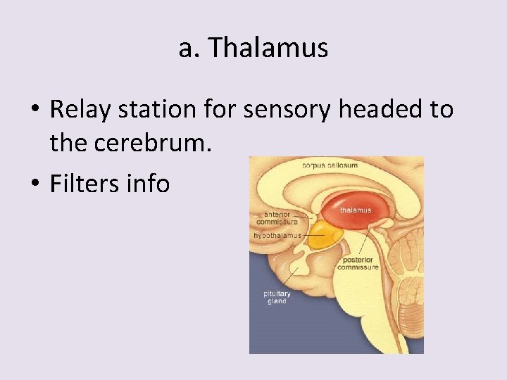 a. Thalamus • Relay station for sensory headed to the cerebrum. • Filters info