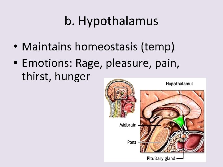 b. Hypothalamus • Maintains homeostasis (temp) • Emotions: Rage, pleasure, pain, thirst, hunger 
