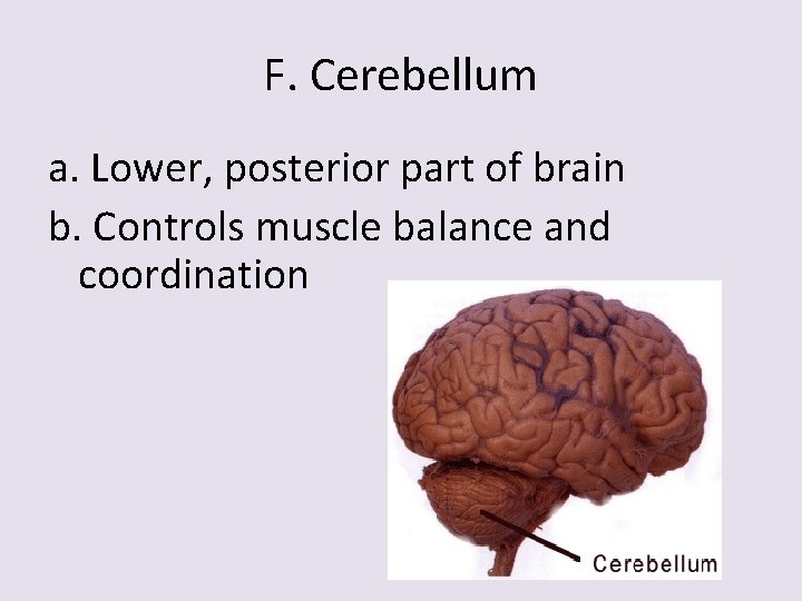 F. Cerebellum a. Lower, posterior part of brain b. Controls muscle balance and coordination