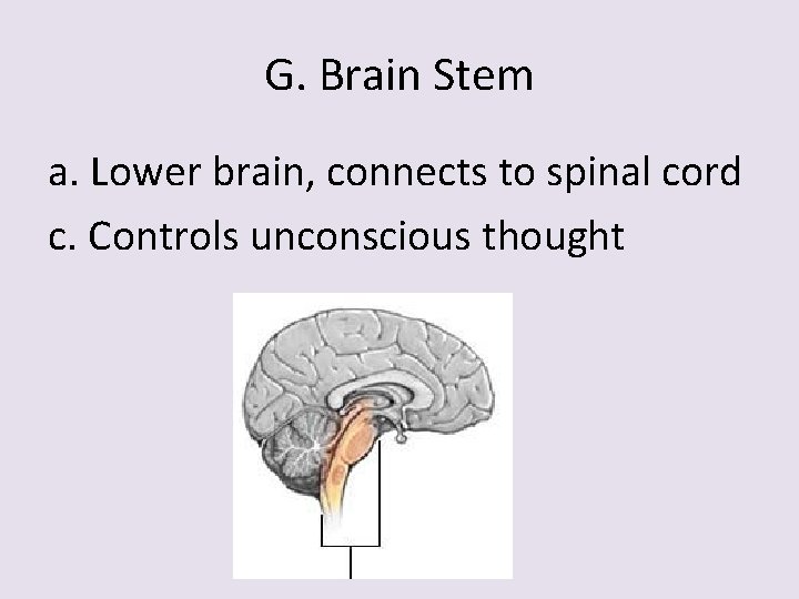 G. Brain Stem a. Lower brain, connects to spinal cord c. Controls unconscious thought