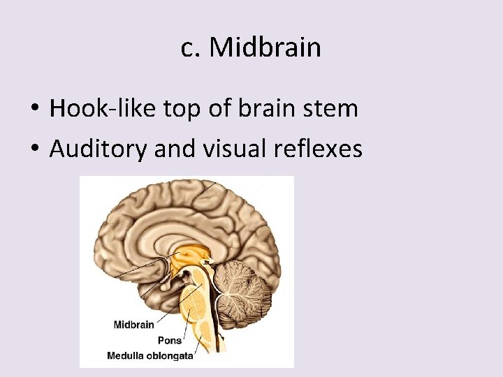 c. Midbrain • Hook-like top of brain stem • Auditory and visual reflexes 