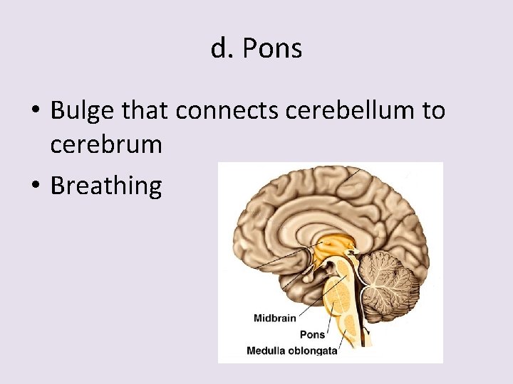 d. Pons • Bulge that connects cerebellum to cerebrum • Breathing 