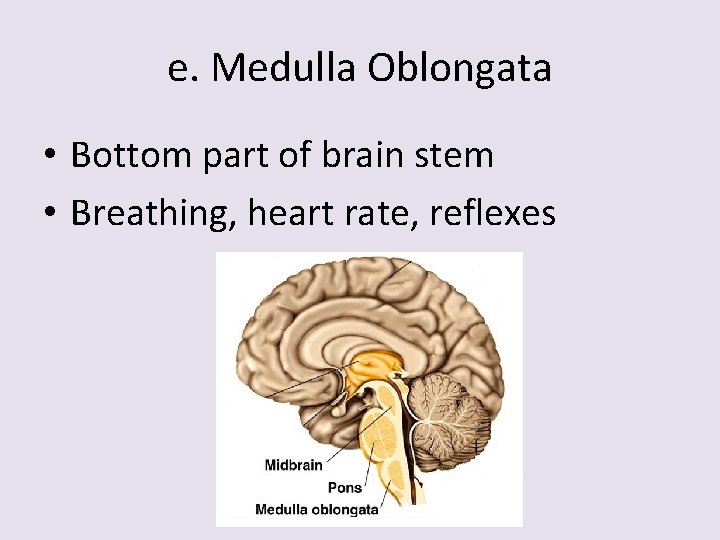 e. Medulla Oblongata • Bottom part of brain stem • Breathing, heart rate, reflexes