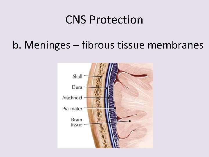 Central Nervous System CNS Brain and Spinal Cord