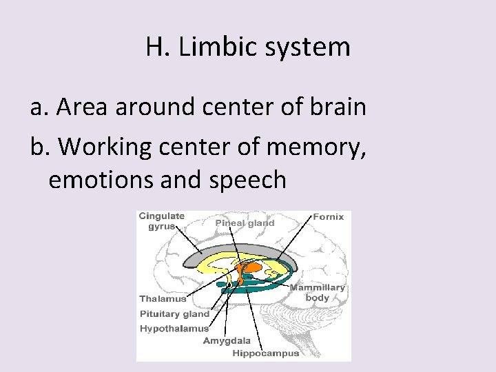 H. Limbic system a. Area around center of brain b. Working center of memory,