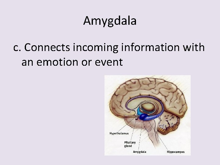 Amygdala c. Connects incoming information with an emotion or event 