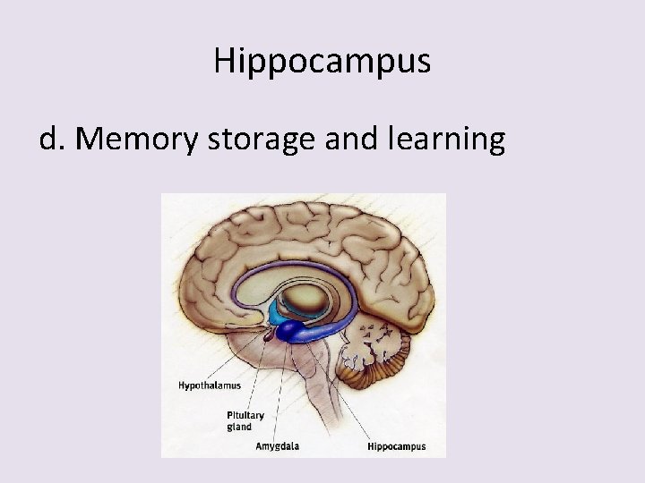 Hippocampus d. Memory storage and learning 