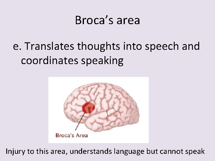 Broca’s area e. Translates thoughts into speech and coordinates speaking Injury to this area,