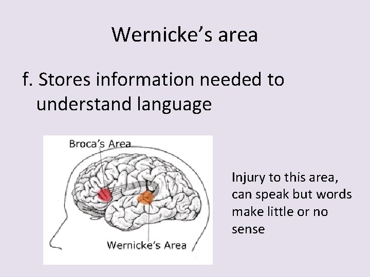 Wernicke’s area f. Stores information needed to understand language Injury to this area, can