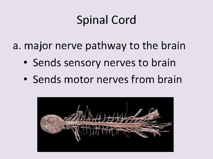 Spinal Cord a. major nerve pathway to the brain • Sends sensory nerves to
