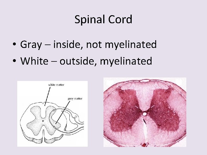 Spinal Cord • Gray – inside, not myelinated • White – outside, myelinated 