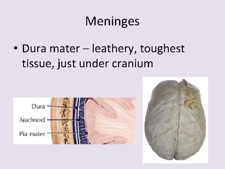 Meninges • Dura mater – leathery, toughest tissue, just under cranium 