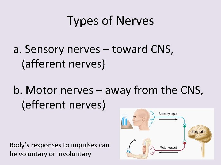 Types of Nerves a. Sensory nerves – toward CNS, (afferent nerves) b. Motor nerves