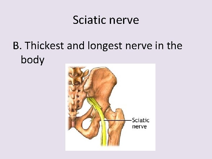 Sciatic nerve B. Thickest and longest nerve in the body 