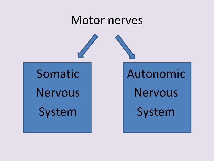 Motor nerves Somatic Nervous System Autonomic Nervous System 