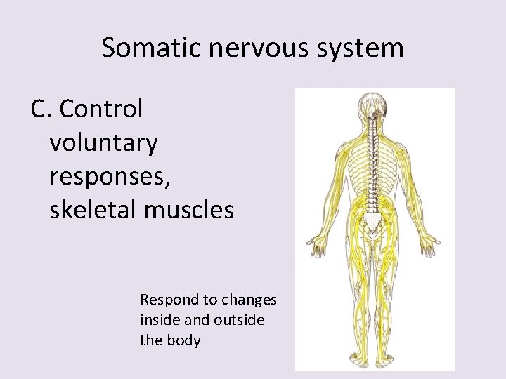 Somatic nervous system C. Control voluntary responses, skeletal muscles Respond to changes inside and