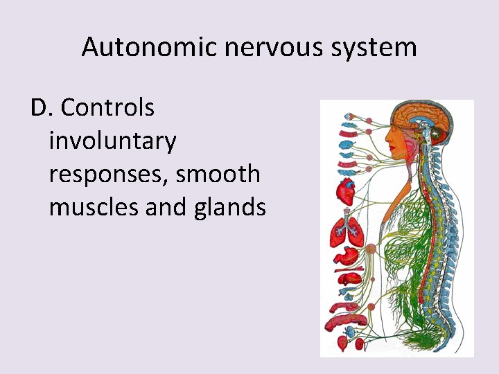 Autonomic nervous system D. Controls involuntary responses, smooth muscles and glands 