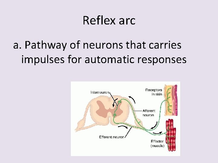 Reflex arc a. Pathway of neurons that carries impulses for automatic responses 