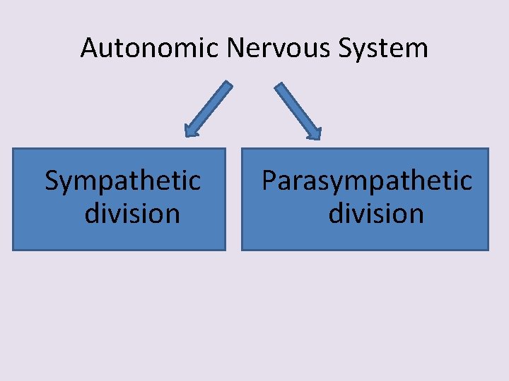 Autonomic Nervous System Sympathetic division Parasympathetic division 