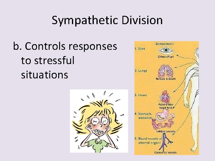 Sympathetic Division b. Controls responses to stressful situations 