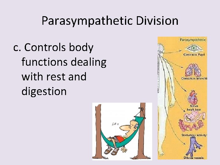 Parasympathetic Division c. Controls body functions dealing with rest and digestion 