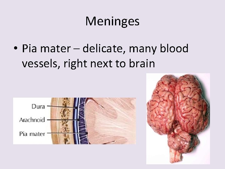 Meninges • Pia mater – delicate, many blood vessels, right next to brain 