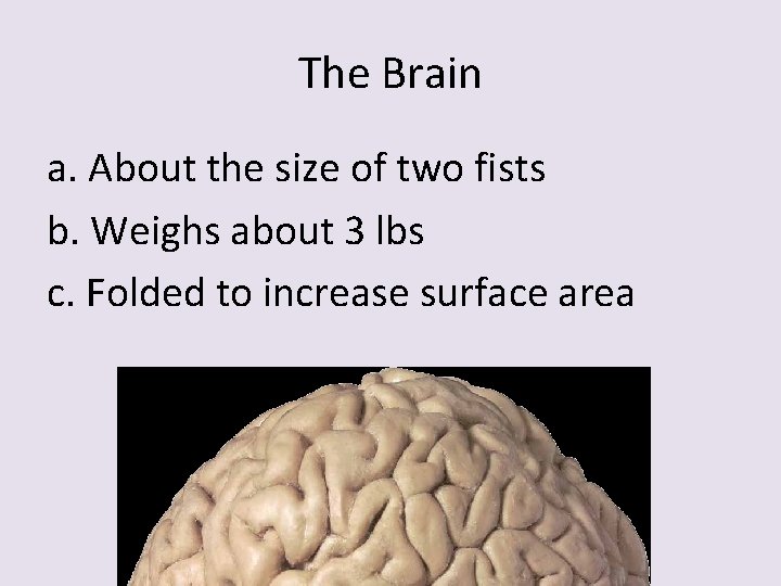The Brain a. About the size of two fists b. Weighs about 3 lbs