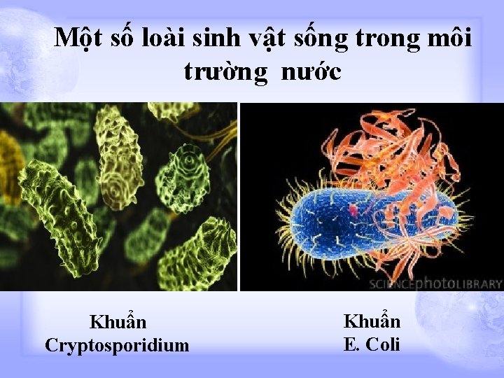 Một số loài sinh vật sống trong môi trường nước Khuẩn Cryptosporidium Khuẩn E.