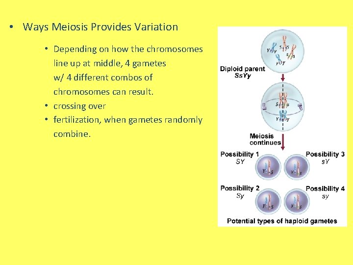  • Ways Meiosis Provides Variation • Depending on how the chromosomes line up