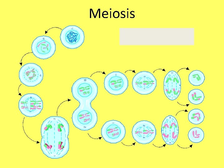Meiosis 