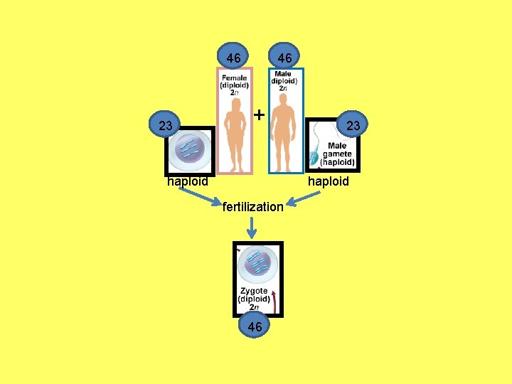 46 23 46 + haploid 23 haploid fertilization 46 