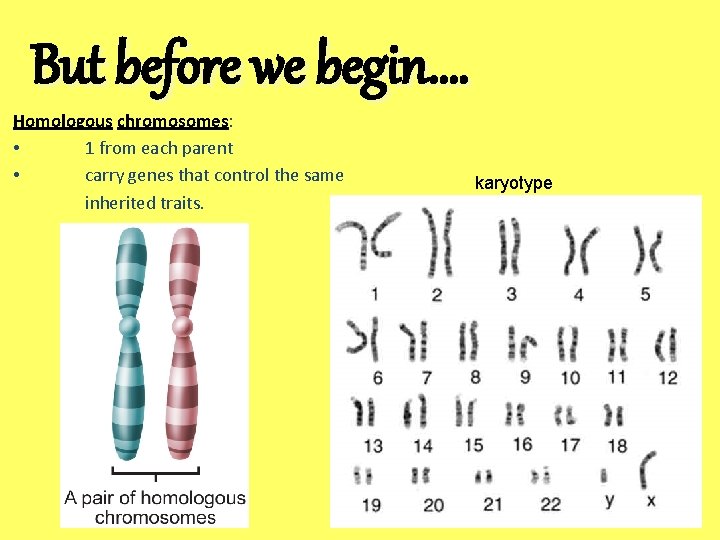 But before we begin…. Homologous chromosomes: • 1 from each parent • carry genes
