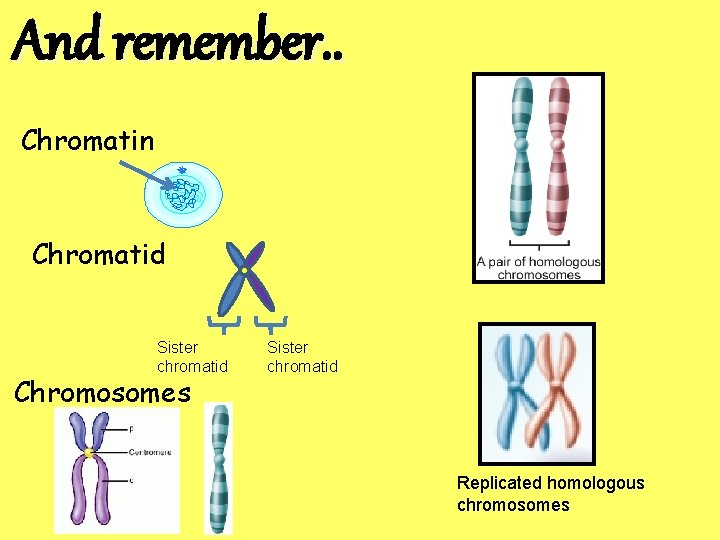 And remember. . Chromatin Chromatid Sister chromatid Chromosomes Sister chromatid Replicated homologous chromosomes 