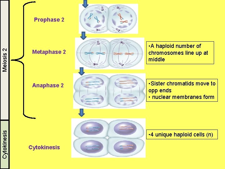 Meiosis 2 Prophase 2 Metaphase 2 Cytokinesis Anaphase 2 • A haploid number of