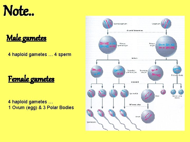Note. . Male gametes 4 haploid gametes … 4 sperm Female gametes 4 haploid