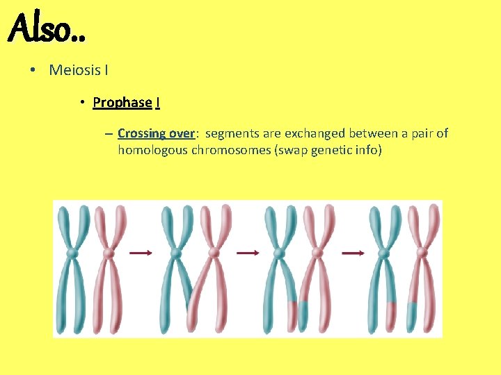 Also. . • Meiosis I • Prophase I – Crossing over: segments are exchanged