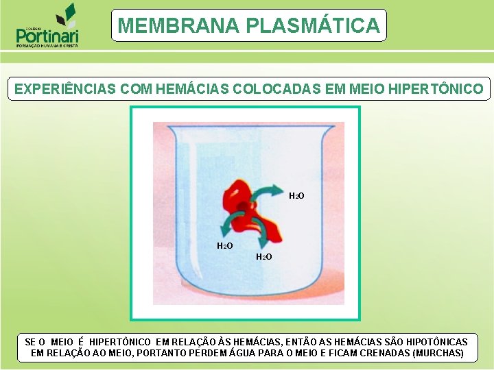 MEMBRANA PLASMÁTICA EXPERIÊNCIAS COM HEMÁCIAS COLOCADAS EM MEIO HIPERTÔNICO H 2 O SE O