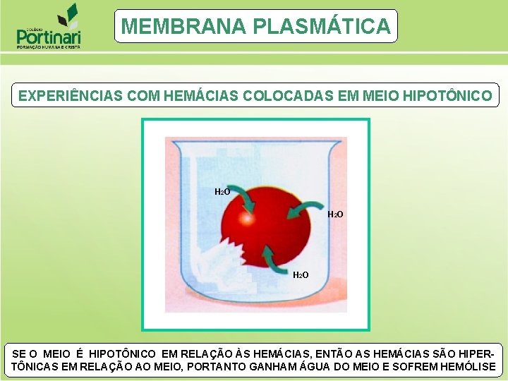 MEMBRANA PLASMÁTICA EXPERIÊNCIAS COM HEMÁCIAS COLOCADAS EM MEIO HIPOTÔNICO H 2 O SE O