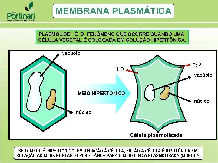 MEMBRANA PLASMÁTICA PLASMÓLISE: É O FENÔMENO QUE OCORRE QUANDO UMA CÉLULA VEGETAL É COLOCADA