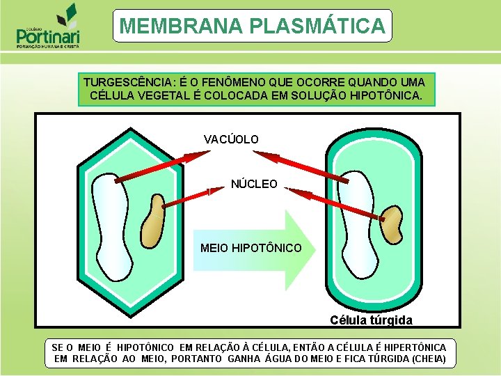 MEMBRANA PLASMÁTICA TURGESCÊNCIA: É O FENÔMENO QUE OCORRE QUANDO UMA CÉLULA VEGETAL É COLOCADA