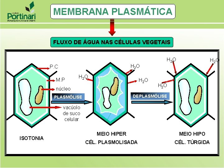 MEMBRANA PLASMÁTICA FLUXO DE ÁGUA NAS CÉLULAS VEGETAIS H 2 O P. C M. MEMBRANA PLASMÁTICA FLUXO DE ÁGUA NAS CÉLULAS VEGETAIS H 2 O P. C M.