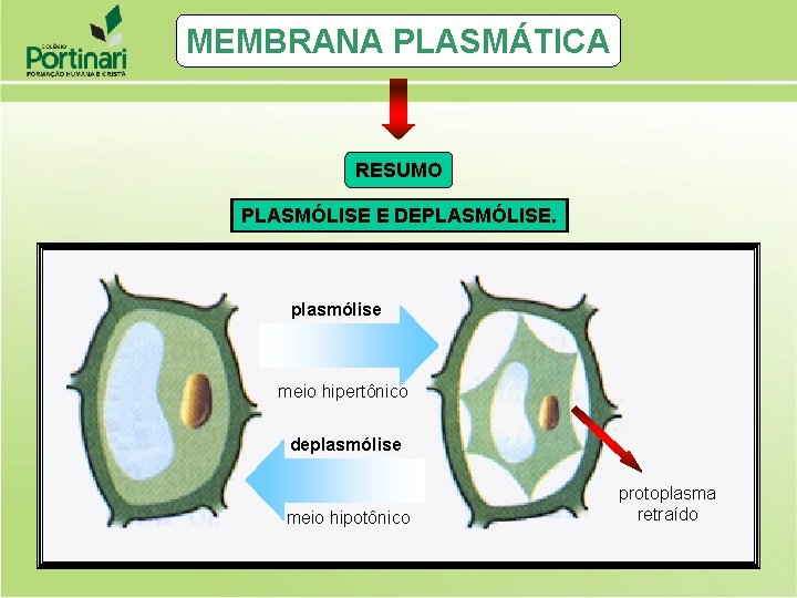 MEMBRANA PLASMÁTICA RESUMO PLASMÓLISE E DEPLASMÓLISE. plasmólise meio hipertônico deplasmólise meio hipotônico protoplasma retraído MEMBRANA PLASMÁTICA RESUMO PLASMÓLISE E DEPLASMÓLISE. plasmólise meio hipertônico deplasmólise meio hipotônico protoplasma retraído