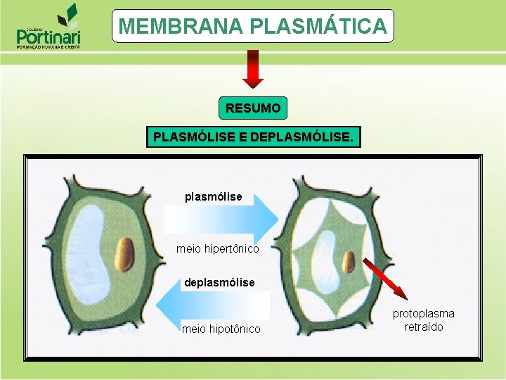 MEMBRANA PLASMÁTICA RESUMO PLASMÓLISE E DEPLASMÓLISE. plasmólise meio hipertônico deplasmólise meio hipotônico protoplasma retraído