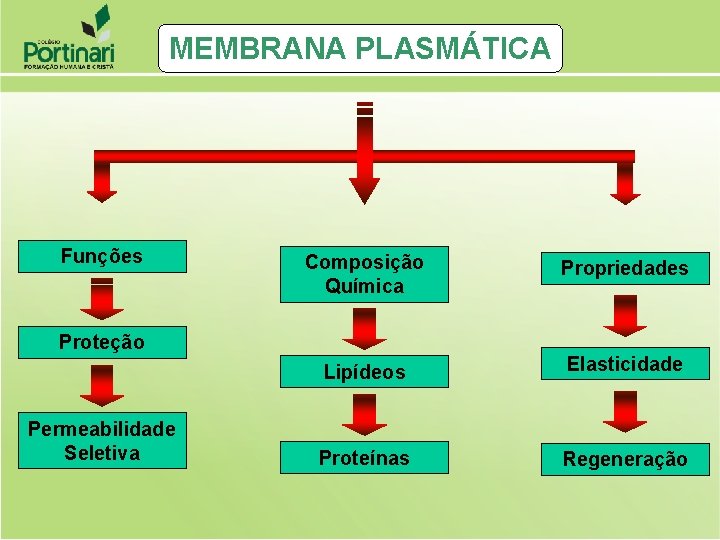 MEMBRANA PLASMÁTICA Funções Composição Química Propriedades Lipídeos Elasticidade Proteínas Regeneração Proteção Permeabilidade Seletiva 