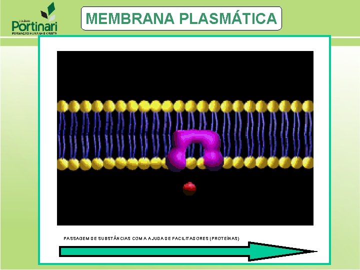 MEMBRANA PLASMÁTICA PASSAGEM DE SUBST NCIAS COM A AJUDA DE FACILITADORES (PROTEÍNAS) 