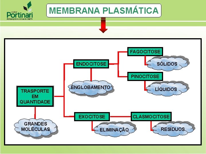 MEMBRANA PLASMÁTICA FAGOCITOSE ENDOCITOSE SÓLIDOS PINOCITOSE TRASPORTE EM QUANTIDADE ENGLOBAMENTO EXOCITOSE GRANDES MOLÉCULAS ELIMINAÇÃO MEMBRANA PLASMÁTICA FAGOCITOSE ENDOCITOSE SÓLIDOS PINOCITOSE TRASPORTE EM QUANTIDADE ENGLOBAMENTO EXOCITOSE GRANDES MOLÉCULAS ELIMINAÇÃO