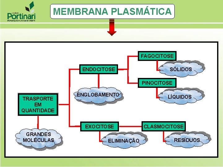 MEMBRANA PLASMÁTICA FAGOCITOSE ENDOCITOSE SÓLIDOS PINOCITOSE TRASPORTE EM QUANTIDADE ENGLOBAMENTO EXOCITOSE GRANDES MOLÉCULAS ELIMINAÇÃO