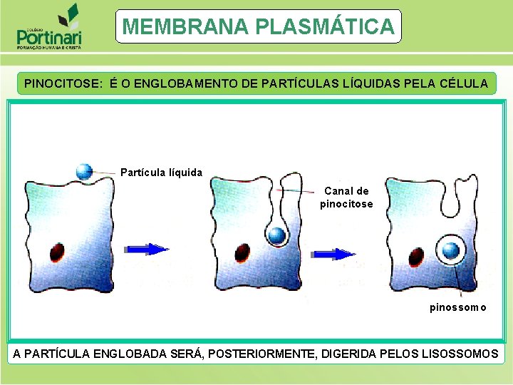 MEMBRANA PLASMÁTICA PINOCITOSE: É O ENGLOBAMENTO DE PARTÍCULAS LÍQUIDAS PELA CÉLULA Partícula líquida Canal