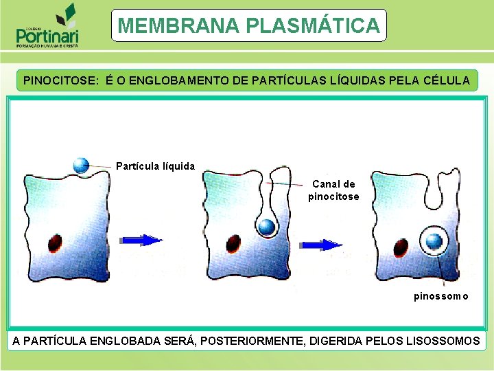 MEMBRANA PLASMÁTICA PINOCITOSE: É O ENGLOBAMENTO DE PARTÍCULAS LÍQUIDAS PELA CÉLULA Partícula líquida Canal MEMBRANA PLASMÁTICA PINOCITOSE: É O ENGLOBAMENTO DE PARTÍCULAS LÍQUIDAS PELA CÉLULA Partícula líquida Canal